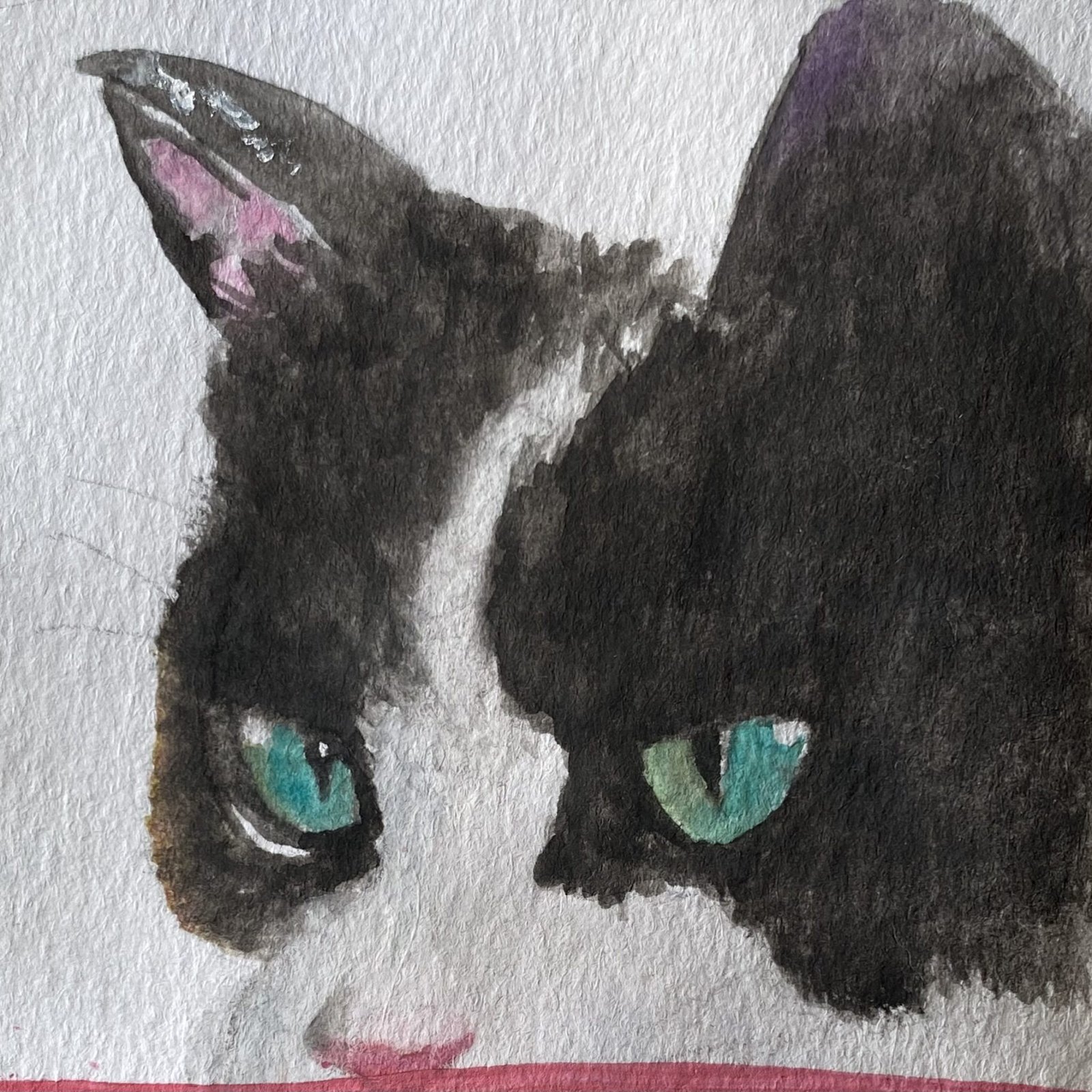 tuxedo